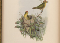 Rufous-headed Tanager