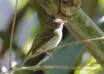 Rufous-headed Tody-Flycatcher