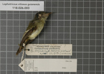 Rufous-headed Tody-Flycatcher