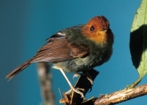 Rufous-headed Tody-Flycatcher