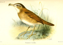 Rufous Hornero