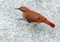 Rufous Hornero