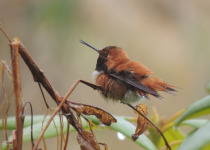 Rufous Hummingbird