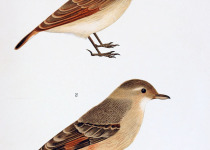 Rufous-legged Miner