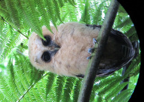 Rufous-legged Owl
