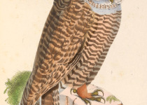 Rufous-legged Owl