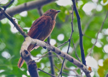 Rufous Mourner