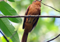 Rufous Mourner