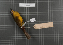 Rufous-naped Brush-Finch