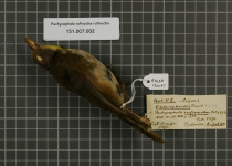 Rufous-naped Greenlet