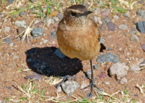 Rufous-naped Lark