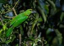 Rufous-necked hornbill