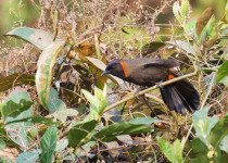 Rufous-necked hornbill