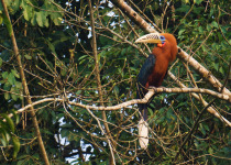 Rufous-necked hornbill