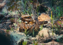 Rufous-necked Nightjar