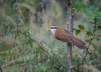 Rufous-necked scimitar babbler