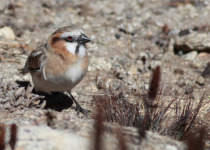Rufous-necked snowfinch