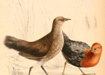 Rufous-necked Spurfowl