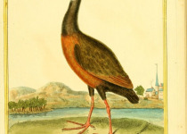 Rufous-necked Wood-Rail