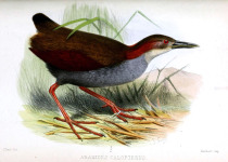 Rufous-necked Wood-Rail