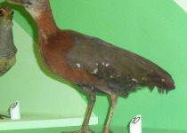 Rufous-necked Wood-Rail