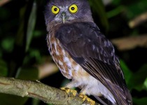 Rufous Owl