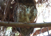 Rufous Owl