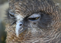 Rufous Owl