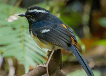 Rufous Paradise Flycatcher