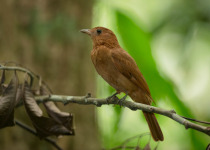 Rufous Piha