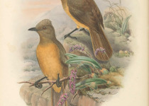 Rufous Pitohui