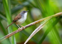 Rufous Prinia