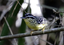 Rufous-rumped Antwren