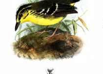 Rufous-rumped Antwren