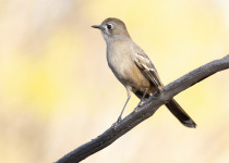 Rufous Scrub-bird