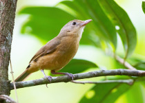 Rufous Shrike-thrush
