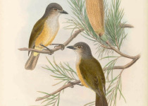 Rufous Shrike-thrush