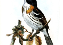 Rufous-sided Broadbill