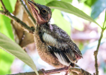 Rufous-sided Fantail