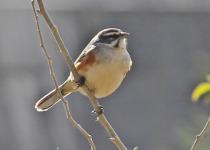 Rufous-sided Warbling Finch