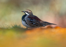 Rufous Songlark