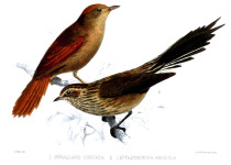 Rufous Spinetail