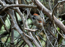 Rufous Spinetail