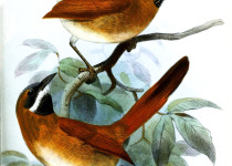 Rufous Spinetail