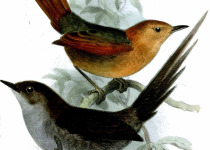 Rufous Spinetail