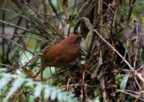 Rufous spinetail