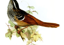 Rufous-tailed Antbird