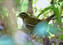 Rufous-tailed Antthrush