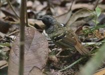 Rufous-tailed Antwren