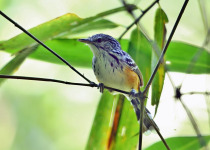 Rufous-tailed Antwren